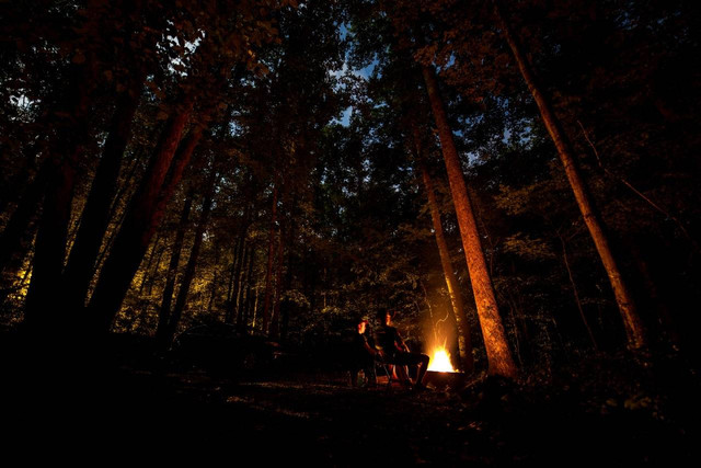 Potret hutan di malam hari. Sumber: pexels.com/kelly