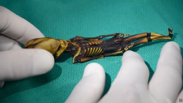 Mumi Atacama yang ditemukan di Chile. Beberapa orang menyebut ini adalah mumi alien.  Foto: Sirius Disclosure