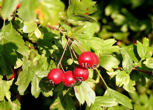Ilustrasi buah haw untuk mengatasi jantung berdebar. Foto: Pixabay