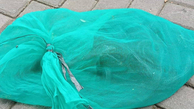 20 ular kobra dilempar ke rumah eks Gubernur Banten Wahidin Halim, Rabu (25/1).  Foto: Dok. Istimewa