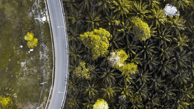 ilustrasi area perkebunan kelapa sawit (pexels.com/ALEXANDER IGREVSKY)