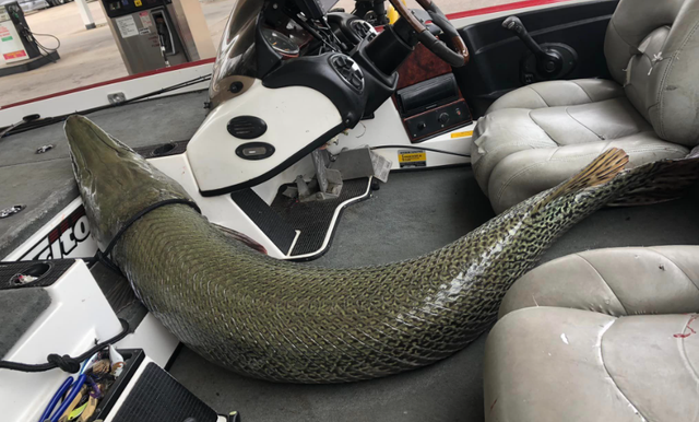 Ikan prasejarah aligator gar berhasil ditangkap oleh ayah dan anak di Alabama. Foto: Keith Dees/Facebook
