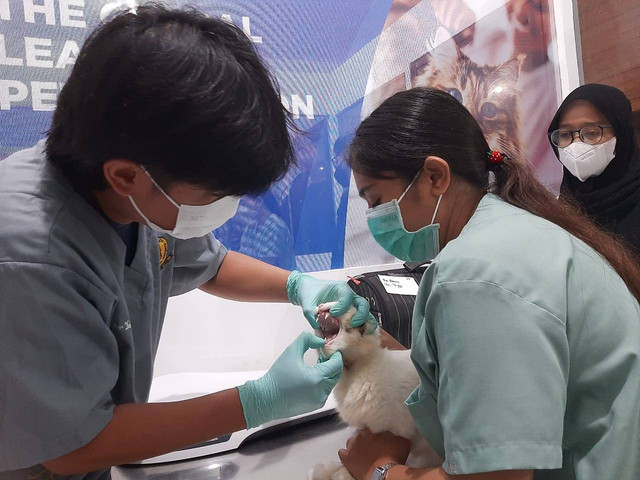 Tingkatkan Kesejahteraan Hewan RSHP UWKS Beri Layanan Steril Kucing