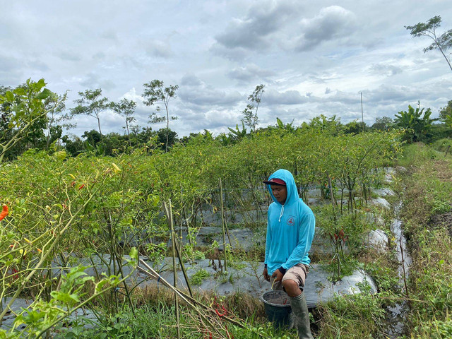 Petani cabai di Yogyakarta yang tengah mengeluhkan panenannya, Sabtu (28/1/2023). (foto: Maria Wulan)