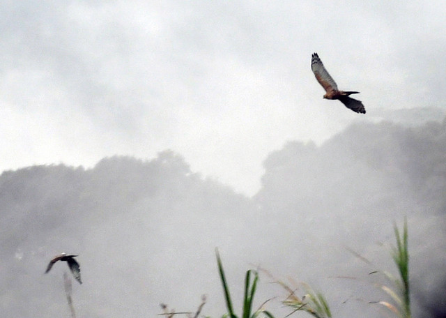 Pelepasliaran burung Elang Jawa (Nisaetus bartelsi) di kaki Gunung Gede Pangrango, Taman Safari Indonesia, Cisarua, Kabupaten Bogor, Jawa Barat, Senin (30/1/2023). Foto: Arif Firmansyah/ANTARA FOTO