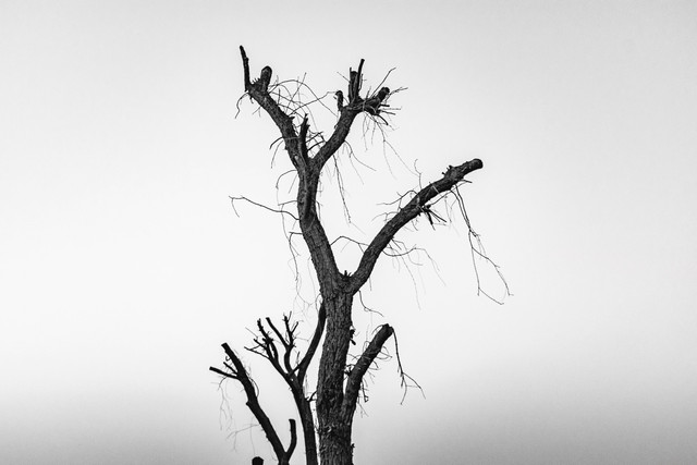 Ilustrasi Kata-Kata Berduka Cita untuk Keluarga yang Ditinggalkan. Foto: Unsplash/Stanislav Ferrao.