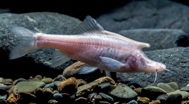 Ikan dengan tanduk unicorn ditemukan di kolam gelap gulita di China.  Foto: Xu/ZooKeys