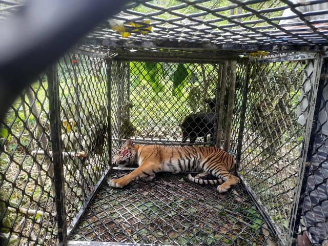 Seekor harimau sumatera (Panthera Tigris Sumatrae) yang menerkam tiga orang petani di Aceh Selatan, akhirnya ditangkap oleh tim gabungan di kawasan gunung Sampali, Desa Koto, Kecamatan Kluet Tengah.  Foto: Dok. Istimewa