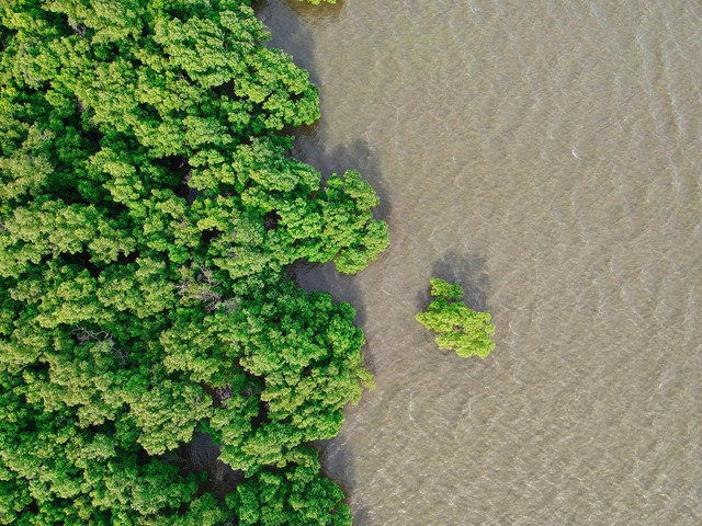 Ilustrasi Pulau manakah yang mempunyai hutan mangrove terluas, sumber foto (Waranont Joe) by unsplash.com