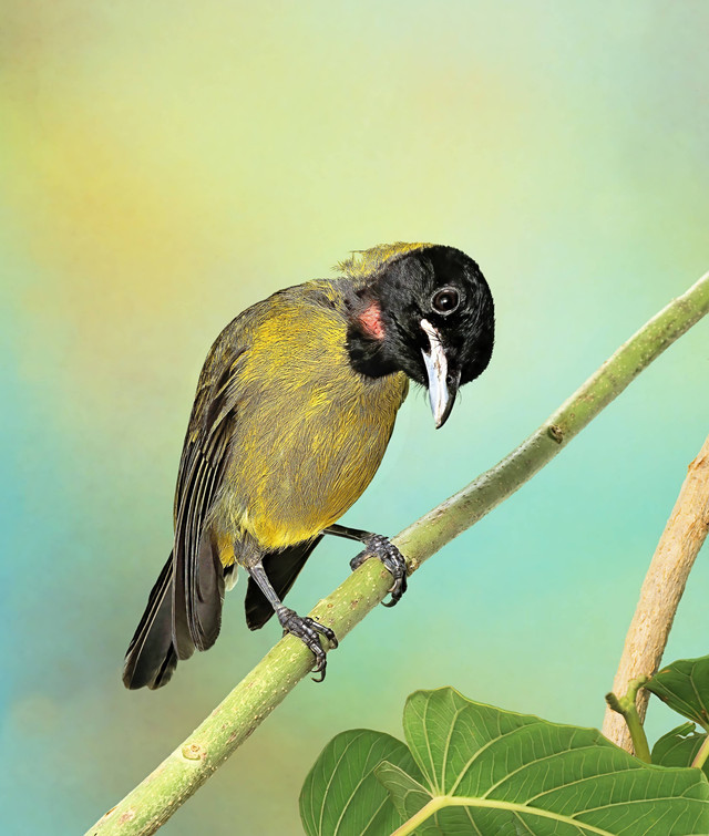 Burung arwah (Pachycephala nudigula) yang hidup di Pulau Flores.  Foto: Shutterstock