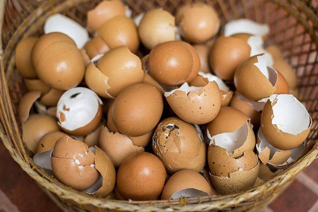 Limbah Rumah Tangga Cangkang Telur (Credit: Pinterest)