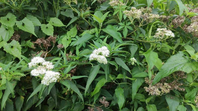 Tanaman Herbal Sangitan: Ampuh Jadi Obat dan Usir Serangga ...