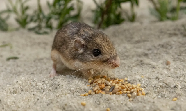 Ilustrasi tikus. Foto: Emily Senninger/San Diego Zoo Wildlife Alliance