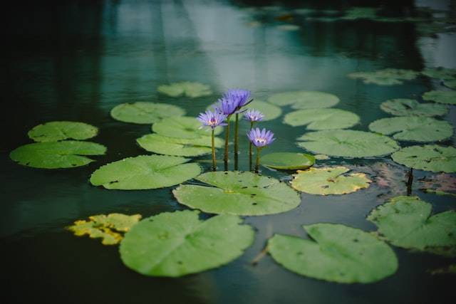 Ilustrasi Penghilangan Komponen Konsumen 1 pada Suatu Ekosistem Kolam akan Menyebabkan, Foto Unsplash Bady Abbas