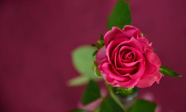 Ilustrasi ucapan Valentine untuk orang tua terkasih. Foto: Pexels.com