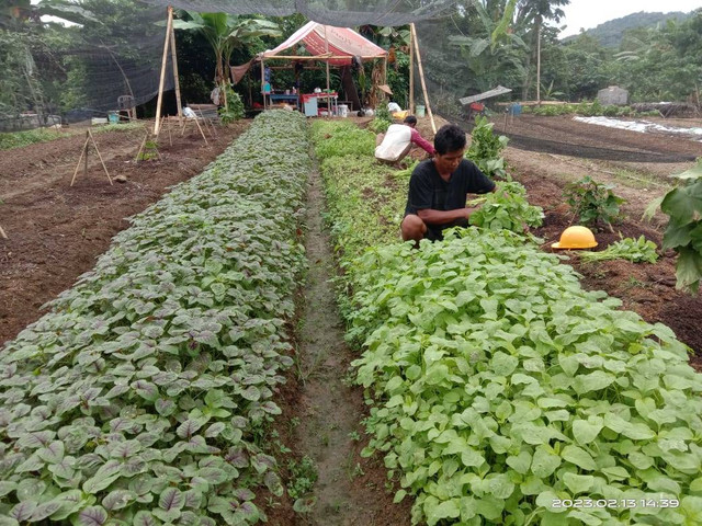 Sukses Bekali Warga Binaan Ilmu Pertanian, Lapas Palopo Panen Sayur Bayam