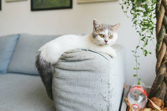 Ilustrasi kucing Munchkin. Foto: Unsplash
