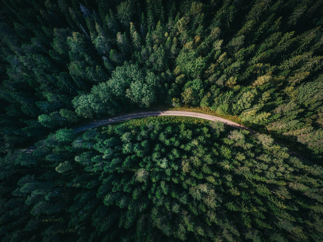 Ilustrasi Tempat Wisata Hutan di Jawa Timur. Foto: Unsplash/Geran de Klerk.