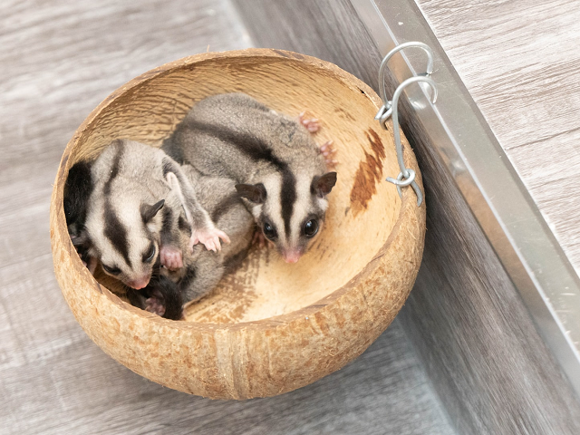 Ilustrasi sugar glider adalah. Sumber: www.unsplash.com.