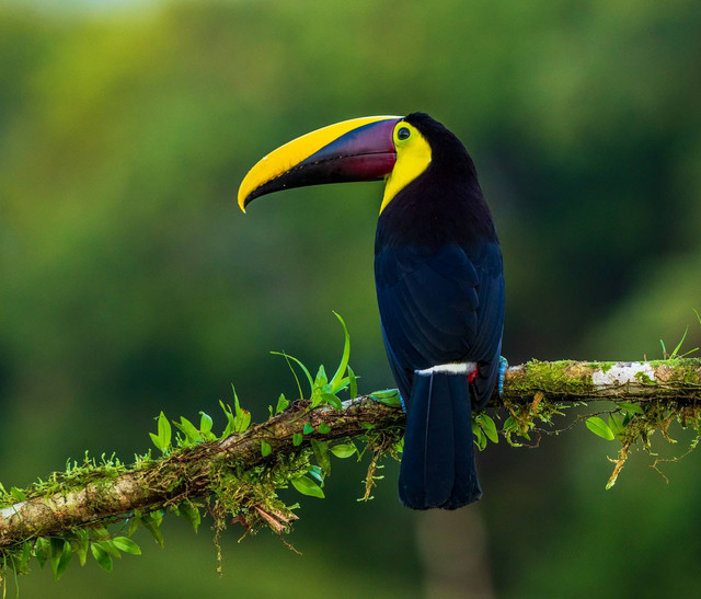Ilustrasi Burung Berparuh Panjang dan Besar. Sumber: Unsplash.com/Zdeněk Macháček