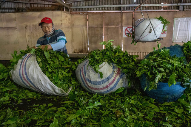 Pekerja menyortir daun teh untuk diolah menjadi teh hitam kualitas ekspor di Pabrik Teh Hitam Kaligua PTPN IX, Desa Pandansari, Kecamatan Paguyangan, Kabupaten Brebes, Jawa Tengah, Jumat (17/2/2023). Foto: Aji Styawan/Antara Foto