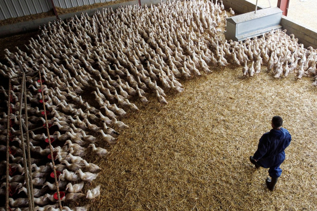 Bebek terlihat di dalam peternakan unggas di Castelnau-Tursan, Prancis, 24 Januari 2023. Foto: Stephane Mahe/REUTERS