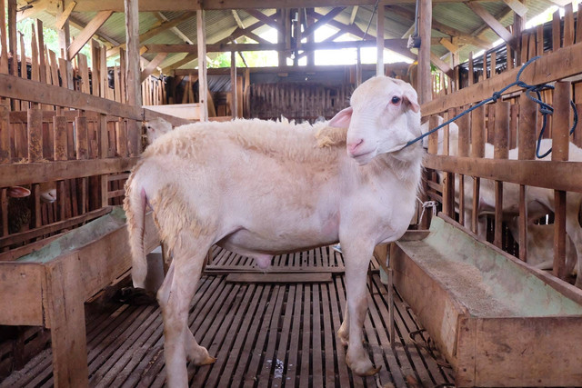 Ilustrasi sebutkan beberapa syarat hewan qurban dan aqiqah. Sumber: Unsplash.com/Qamma Farm