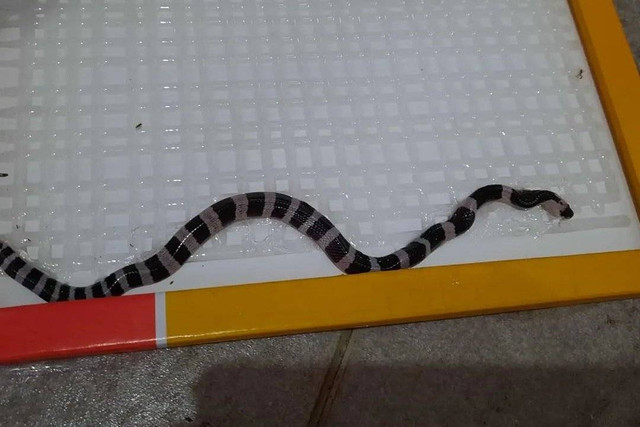 Damkar Ciracas evakuasi ular weling dari rumah warga. Foto: Instagram/@damkar_ciracas518