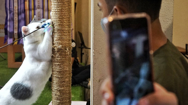 Seekor kucing yang sedang beraksi di International Cat Show 2023 yang berlangsung di atrium opi mal Palembang, Minggu (19/2) Foto: abp/Urban Id