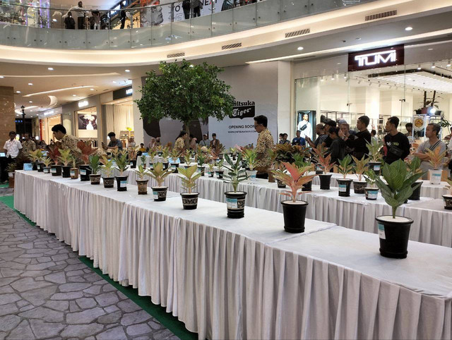 Aglonema yang dilombakan di Pakuwon Mal Jogja, Minggu (19/2/2023). Foto: Maria Wulan/Tugu Jogja