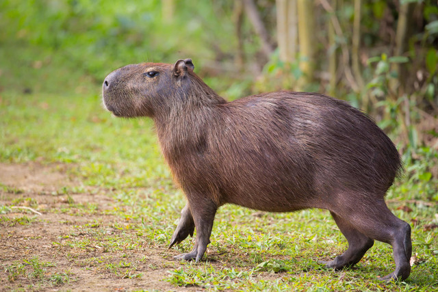 Ilustrasi fauna. Foto: Andrew M. Allport/Shutterstock