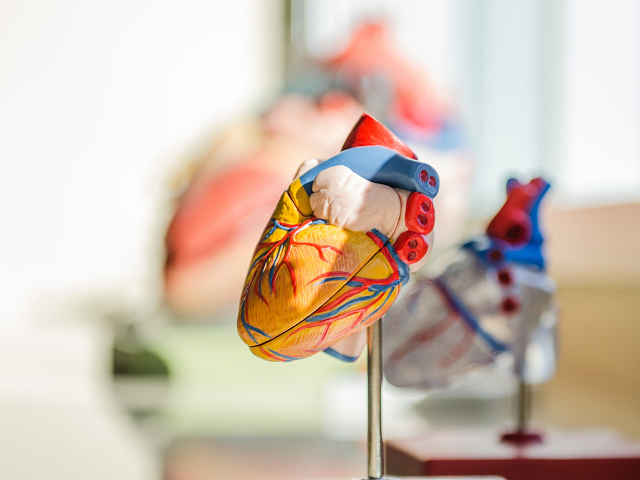 Ilustrasi sisa hasil metabolisme di dalam hati yang bersifat beracun. Sumber: www.unsplash.com. 