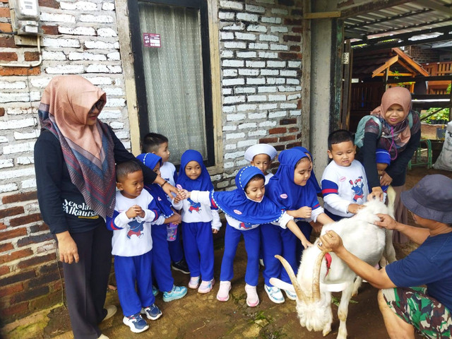 Murid KB Alkautsar berinteraksi dengan kambing Sapera