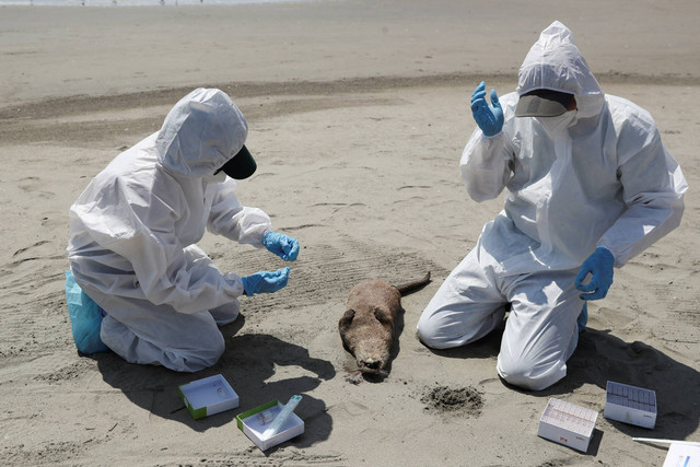 Petugas National Forest and Wild Fauna Service (SERFOR) memeriksa berang-berang yang mati, di tengah meningkatnya kasus infeksi flu burung, di pantai Chepeconde, di Lima, Peru. Foto: Sebastian Castaneda/REUTERS