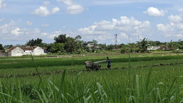 Ilustrasi petani. Foto: Tugu Jogja