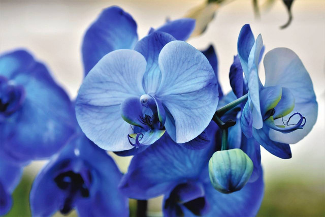 Cara menanam anggrek yang benar. Sumber foto: pixabay