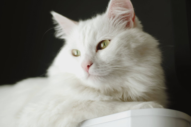 Ilustrasi kucing anggora. Sumber foto: Pexels