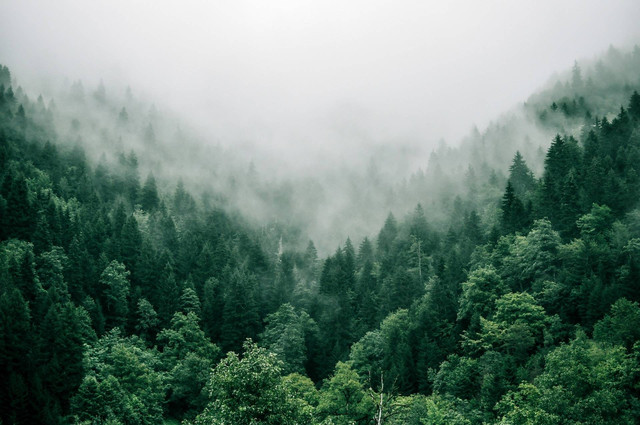 Ilustrasi artikel tentang hasil hutan asia tenggara banyak dimanfaatkan sebagai bahan baku. Sumber: Unsplash.com/Marita Kavelashvili