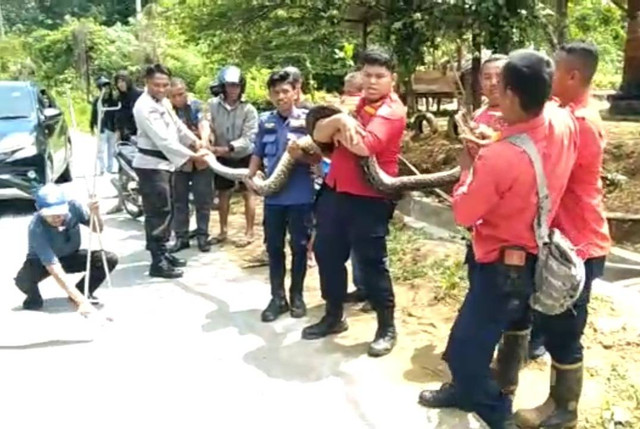 Damkar Kendari mengevakuasi ular piton 7 meter usai memangsa kambing, pada Jumat (3/3) pagi. Foto: Ist