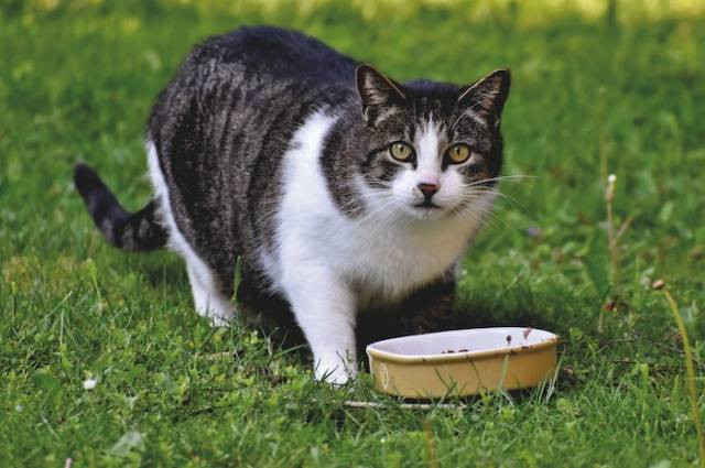 Inspirasi cara membuat makanan kucing. Sumber foto: Ralph by pexels.com