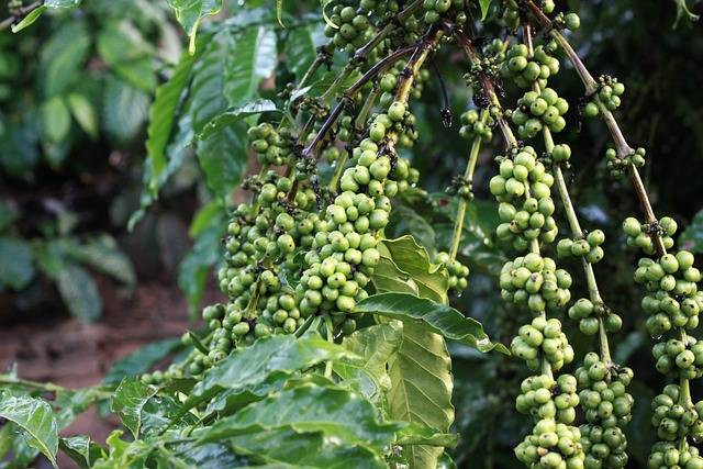 Ilustrasi manfaat kopi hijau. Foto: Nguyễn Tiên/ Pixabay