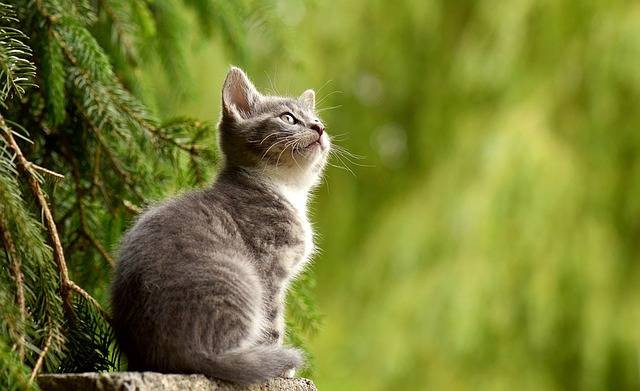 Ilustrasi faktor yang mempengaruhi pertumbuhan kucing. Sumber foto: Pixabay