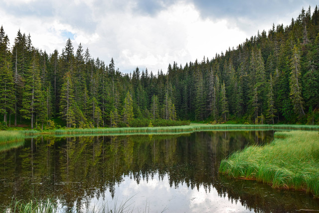  Tempat Wisata Hutan Pinus di Jawa Barat, Unsplash/Dmitry Bukhantsov