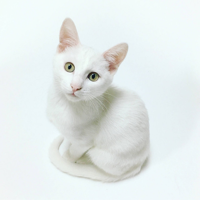 ilustrasi ras kucing rambut pendek (unspalsh)