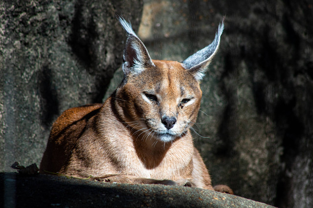 Ilustrasi kucing Caracal (Unspalsh)