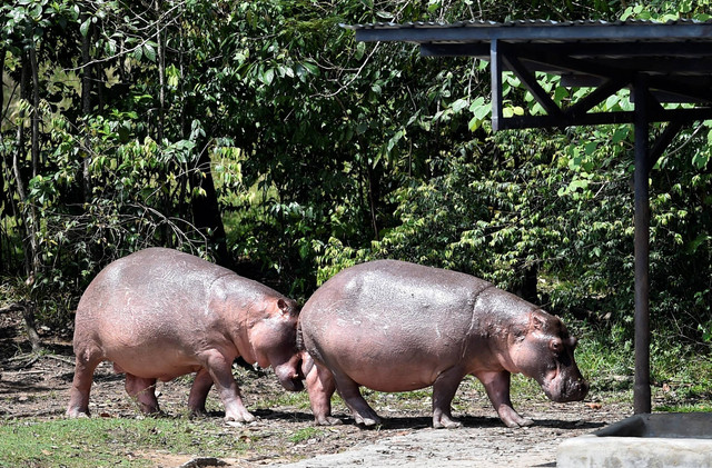 Kuda nil terlihat di taman hiburan Hacienda Napoles, bekas kebun binatang pribadi gembong narkoba Pablo Escobar di peternakan Napoles miliknya, di Doradal, departemen Antioquia, Kolombia pada 12 September 2020. Foto: Raul Arboleda/AFP