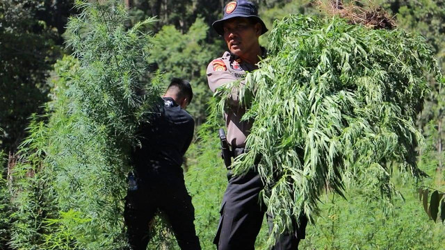 Personel polisi memusnahkan 32 hektare ladang ganja di Nagan Raya, Aceh, Senin (6/3/2023). Foto: Dok. acehkini