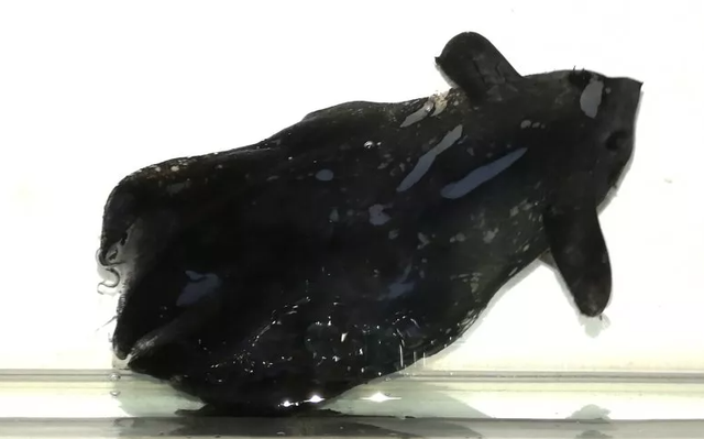 Spesies baru cumi-cumi vampir yang ditemukan peneliti China. Foto: bioRxiv/Dajun Qiu