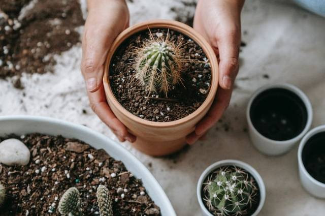 Inspirasi cara menanam kaktus, sumber foto: Teona Swift pexels.com