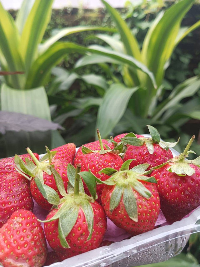 Buah Strawberry. 